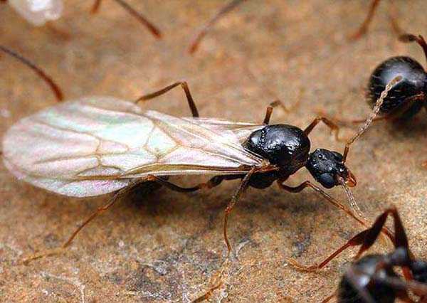Сонник муравьи с крыльями