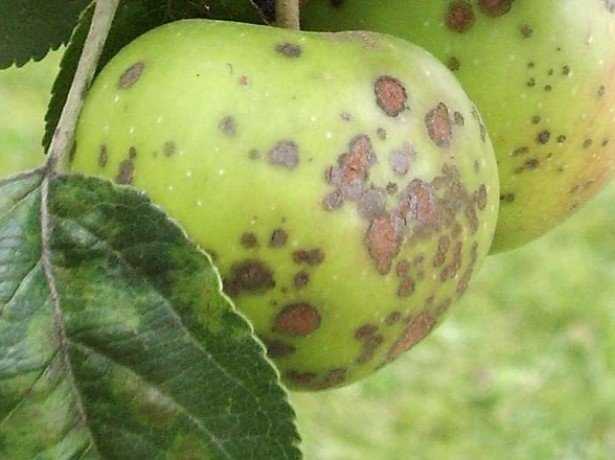 Маленькие, но очень опасные - вредители яблони