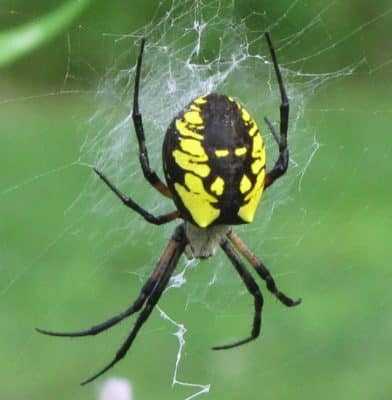 Какой паук похожий на осу