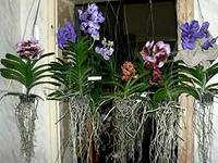 Как избавиться от мошки в орхидее в домашних условиях простые способы