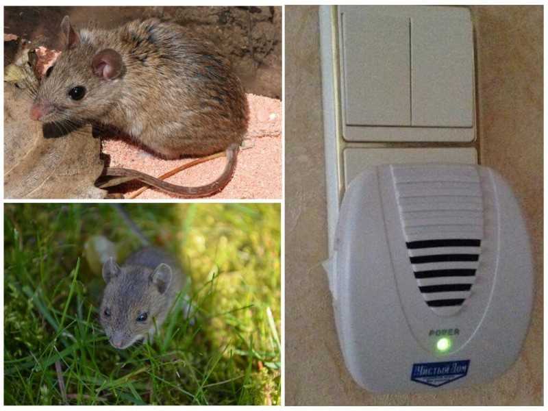 Как избавиться от мышей в частном доме, на дачном участке и в квартире Обзор эффективных средств