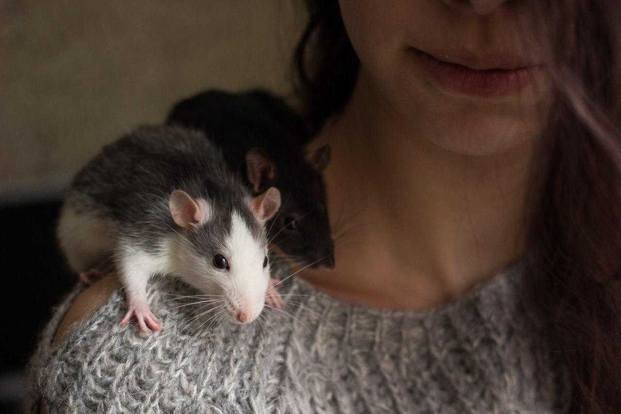 Крысы домашние девочки