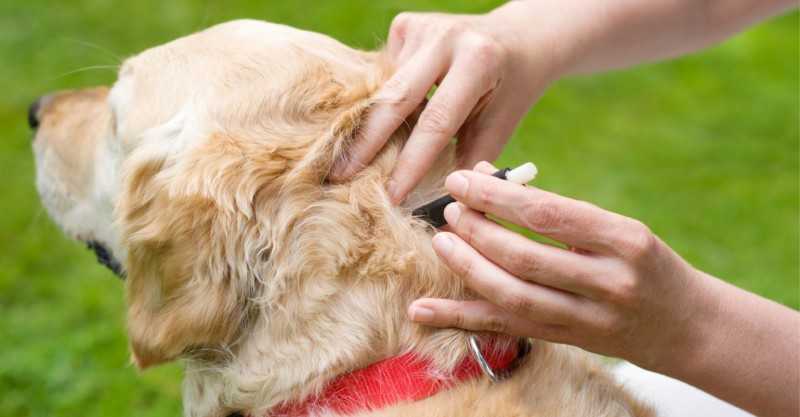 Таблетки от клещей для собак список самых популярных препаратов