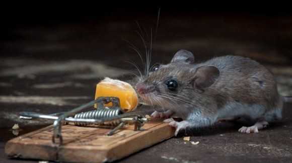 Как бороться с мышами на дачном участке и избавиться от них навсегда