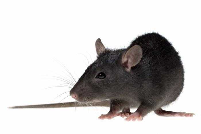 Самая большая крыса в мире