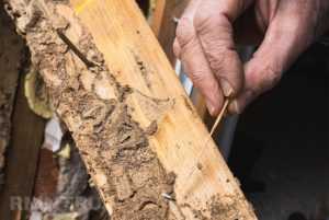 Жуки-короеды, шашель, термиты. Как бороться с вредителями древесины