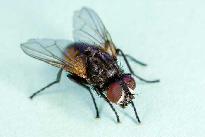 Как сделать ловушку для мух в домашних условиях