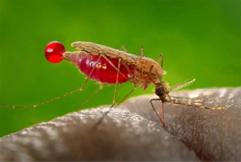 Как размножаются комары жизненный цикл, особенности спаривания