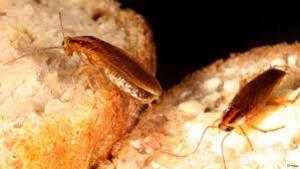 Как размножаются тараканы