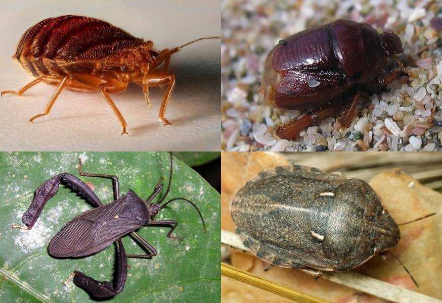 Как уничтожить яйца клопов Существующие методы борьбы