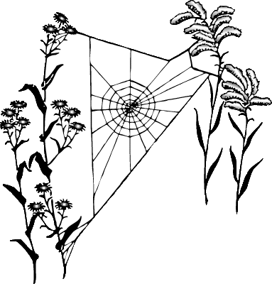Зеленый паук паутина