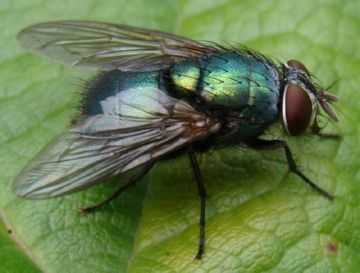 Интересные факты о мухах. Сколько ног у мухи