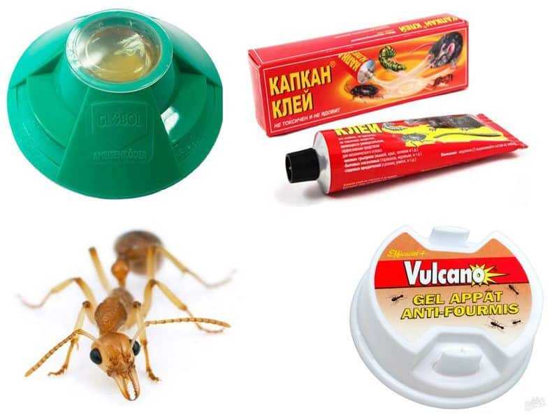 Чем питаются муравьи в природе и в домашних условиях