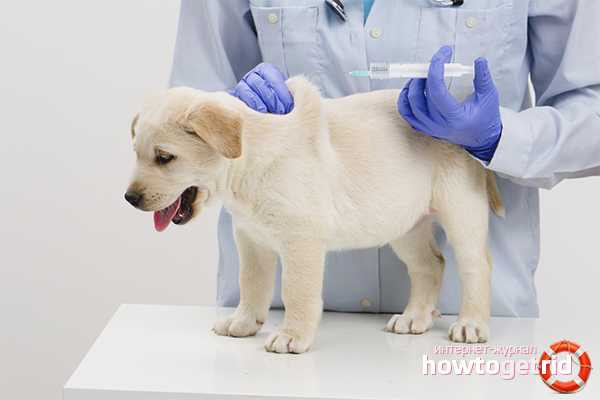 Прививка от пироплазмоза для собак