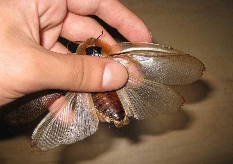 Тараканы обзор видов, что они едят, как избавиться от тараканов