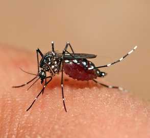 Почему комары пьют человеческую кровь