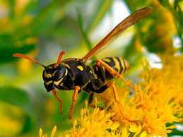 Чем отличается оса от пчелы, анатомия и особенности
