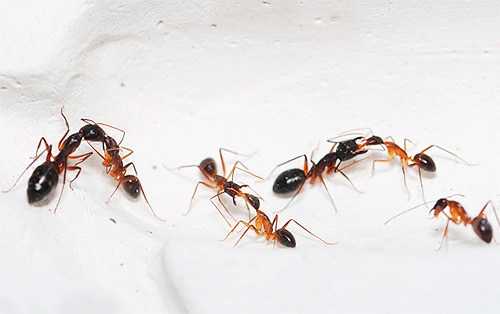 Очень маленькие домашние муравьи. Рыжие муравьи в квартире. Откуда берутся на кухне и в ванной муравьи