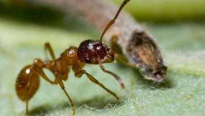 Как бороться с муравьями в доме проверенные средства