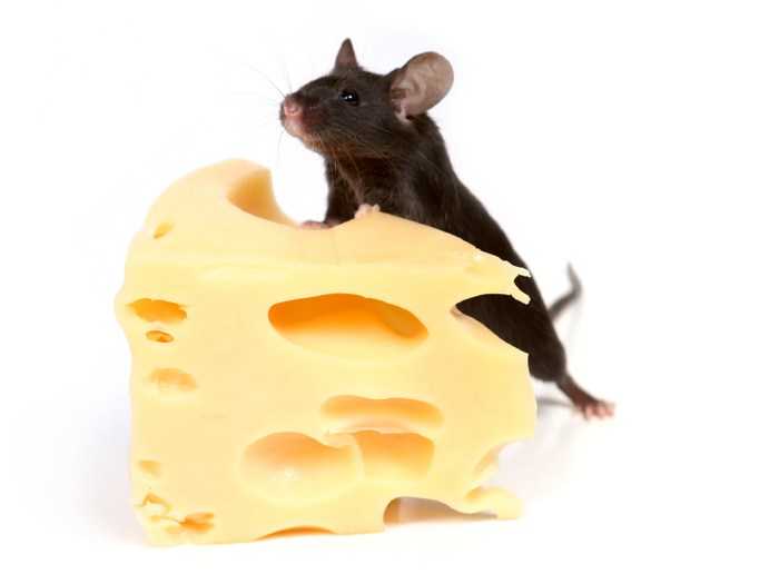 Правда ли что мыши не любят сыр. Отношение мышей к сыру. Что мыши едят в домашних условиях и природе