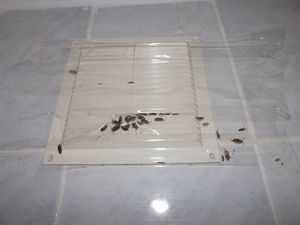 Какие насекомые могут появиться в ванной комнате