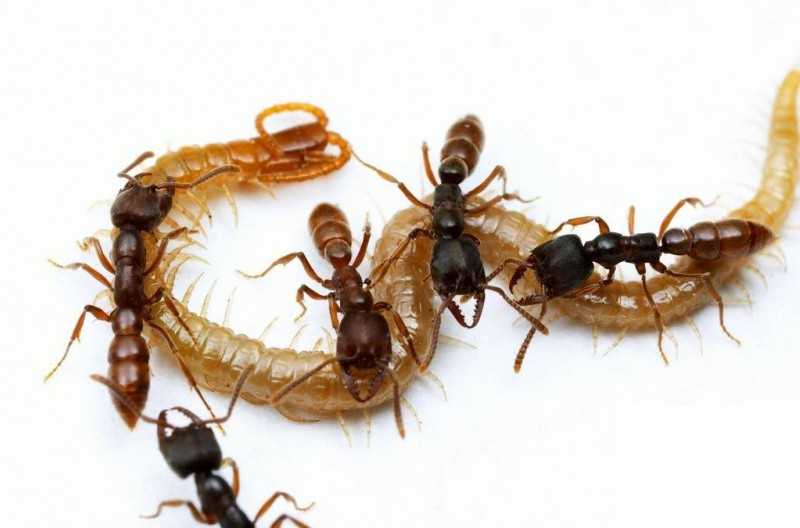 Чем питаются муравьи в природе и в домашних условиях