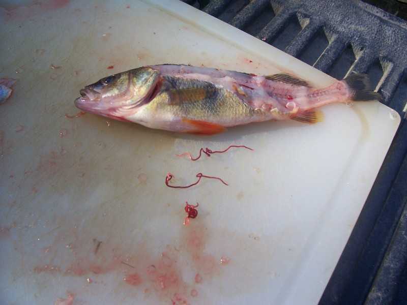 Глисты в рыбе фото и описание, можно ли есть такую рыбу