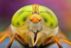 Чем отличается оса от пчелы, анатомия и особенности