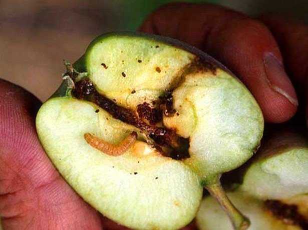 Маленькие, но очень опасные - вредители яблони