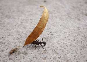 Тема Тип Членистоногие Arthropoda. Класс Насекомые Insecta