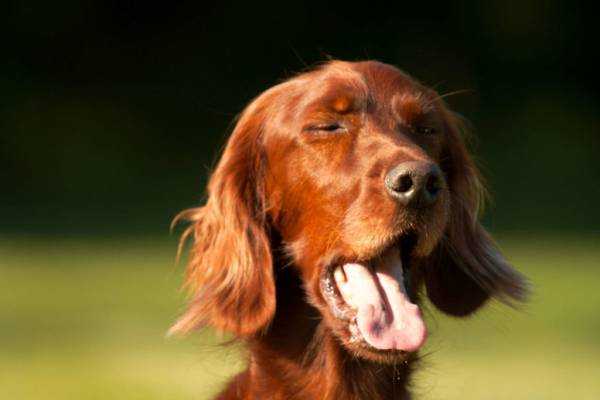 Почему чихает собака много раз подряд