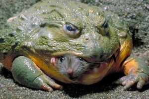 Большая зеленая лягушка-голиаф – что это за вид