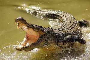 Крокодил гребнистый