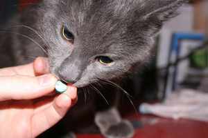 Советы по выведению у кошек глистов