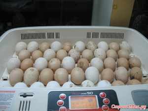 Инкубация индюшинных яиц