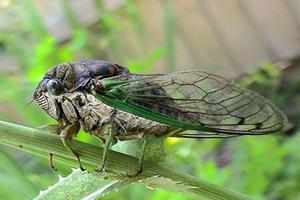 Насекомое цикада - кто это и среда обитания