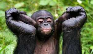 Описание обезьян бонобо