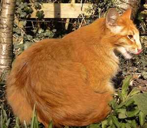 Рыжая ориентальная кошка