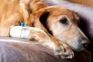Почему возникает панкреатит у собак