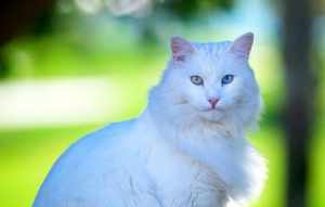 Описание породы кошек турецкая ангора