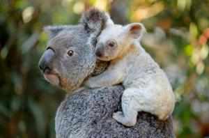 Малыш коалы