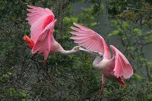 Колпица розовая - красивая и необычная птица