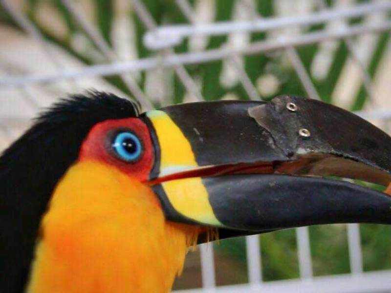Необычная птица с удивительным носом - тукан