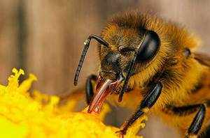 Что собирают пчелы с цветов на самом деле