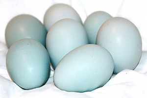 Яйца утки голубой фаворит