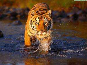 Где живут тигры в дикой природе