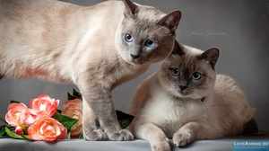 Две тайские кошки колор пойнт 