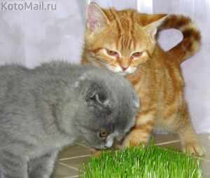 Котята кушают травку