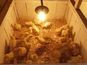 Правила выращивания бройлерных цыплят