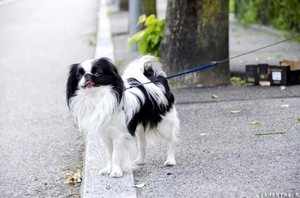 Порда собак японский хин